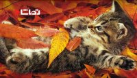 بازی کردن گربه ها در برگ های پاییزی