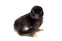 نژاد بلک استار