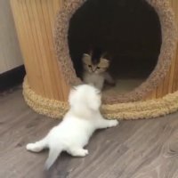 بازی بچه گربه ها