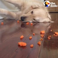 LAZY Golden Retriever Eats Carrots Lying Down | The Dodo