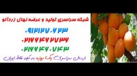 نهال زردآلو اصلاح شده  09121270623