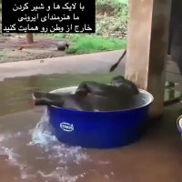 ذوق کردن بچه فیل تو تشت آب