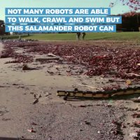 ربات مار ماهی