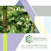 شرکت دیوار سبز مبتکر دیوار سبز و روف گاردن در ایران
