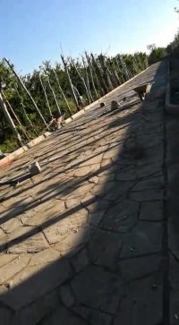 سنگ مالون سنگ لاشه سنگ کوهی تخصص ماست 09124026545