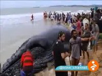 نجات نهنگ به ساحل آمده در برزیل