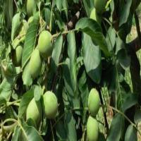 چندلر زودبازده 09121270623