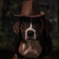 خلاقیت زچ کینگ - سگ بند باز