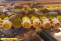 ویدئویی زیبا از مراحل تولید ژل رویال زنبورعسل