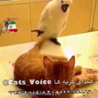 كرم داره ( بمب خنده )