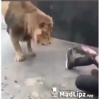 شیرخنده دار