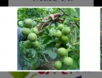 احداث باغ گردو -نهالستان پارس - 09152157465-09335351573