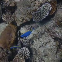 شنای زیبای جراح ماهی های پادربلو