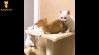 بازی گربه های ملوس おかしい猫 - かわいい猫 - おもしろ猫動画 