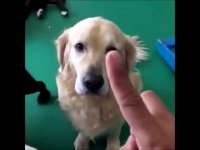 سگ های دو رگه خنده دار