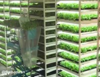 مدیریت و خلاقیت در کشاورزی ژاپنی