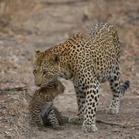 بچه‌اش اومد شکار یادش رفت