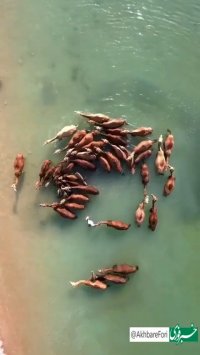 حمام شترها در آب‌ های خلیج فارس  جزیره قشم