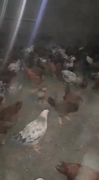 فروش جوجه گلپایگانی وزن 800گرمی