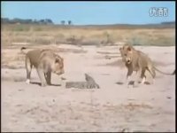 شکار تمساح توسط شیر