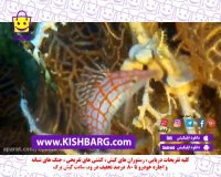 غواصی در کیش با تخفیف،اسکوبا غواصی در کیش،تخفیفات کیش