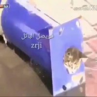 نجات گربه توسط آتش نشانان