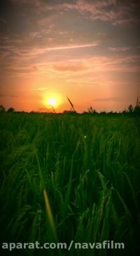 غروب زیبا در شالیزارهای شمال ایران - قراخیل