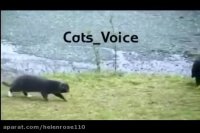 وقتى گربه خانگى میخواد عقاب شكار كند