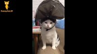 کلیپ گربه های دوست داشتنی おかしい猫 - かわいい猫 - おもしろ猫動画