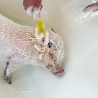 شست و شوی خوک کوچولو