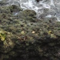 غذا خوردن خرچنگ روی صخره های مرجانی