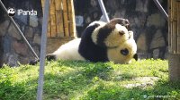 پاندای بامزه  The Best Day Of Panda Toffee's Life | iPanda