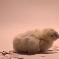 لحظات ناب بیرون آمدن جوجه