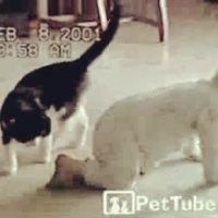 کشتی جذاب بچه با گربه