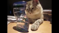 Cat completely mesmerized by bubble timer
