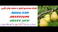 نهالستان گلابی 09123205271