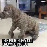 سگی که توسط بچه‌ها توی چسب و بعد گل و لای انداخته شده بود!