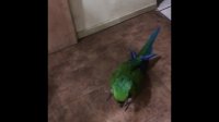 Clever parrot easily outsmarts his human