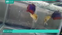 مراحل پرورش و نگهداری از ماهی زینتی بتا