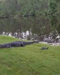 شکار لاک پشت توسط تمساح !