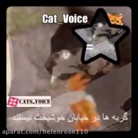 #گربه ها در خیابان خوشبخت نیستند.