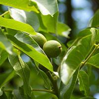 فروش گردو چندلر دیرگل 09121270623