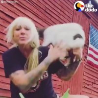 Rescued Baby Goat Rules His Rescue Farm | The Dodo