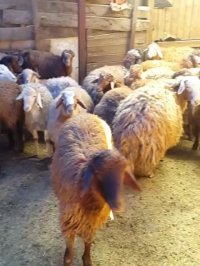 گوسفند زنده