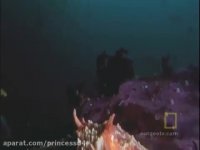 شکار شدن کوسه توسط اختاپوس