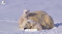 حیوانات - مستند زیبا از خرس های قطبی در برف و سرما