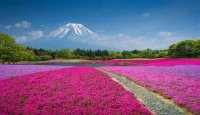 نگاهی به زیبایی های ژاپن