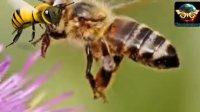زهر زنبور قاتل ویروس ایدز!!!