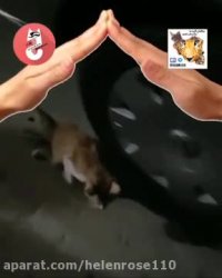 حمایت از مخلوقات بیزبان خداوند را همگانی كنید.