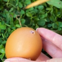 ترفندهای آشپزی و پخت غذا با گریل  آموزش آشپزی  گریل کردن غذا  فست فود